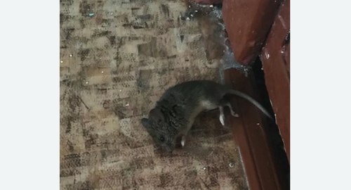 Дезинфекция от мышей в Нерчинске